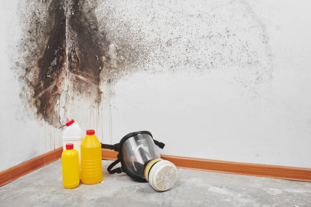 Best Certified Mold Removal  in Island Park, NY