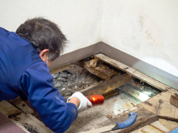 Best Attic Mold Removal  in Island Park, NY