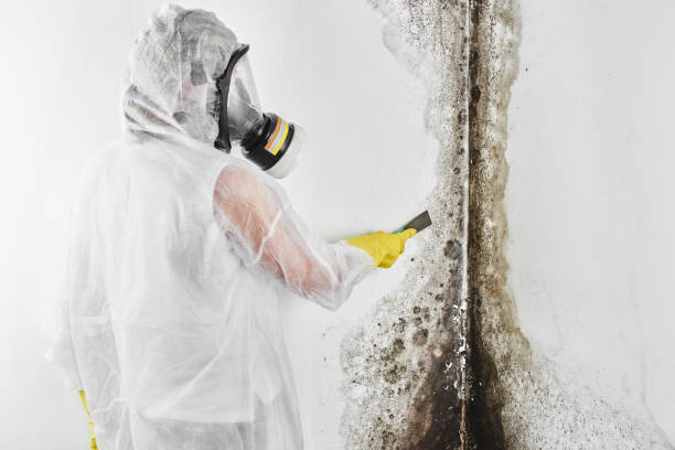 Best Commercial Mold Removal  in Island Park, NY