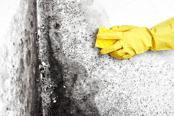 Best Local Mold Removal Service  in Island Park, NY