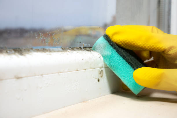 Best Mold Removal Process  in Island Park, NY