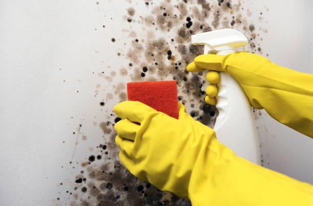 Best Professional Mold Removal  in Island Park, NY