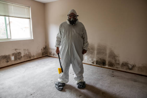 Best Emergency Mold Removal  in Island Park, NY