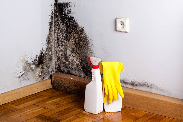 Best Commercial Mold Removal  in Island Park, NY